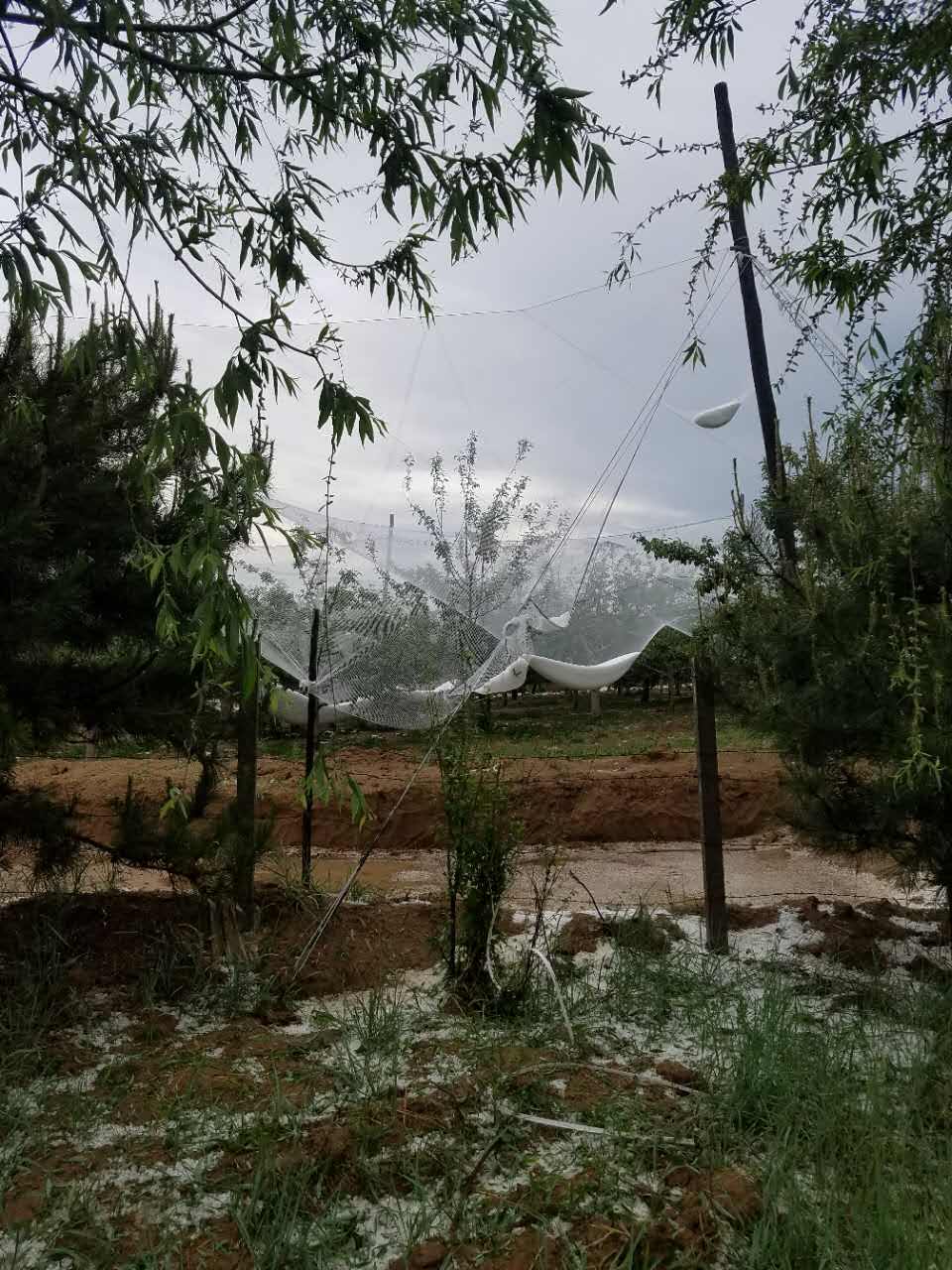 风雨中的希望与力量，最新雹灾报道直击